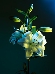 images